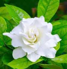 perfume de flores